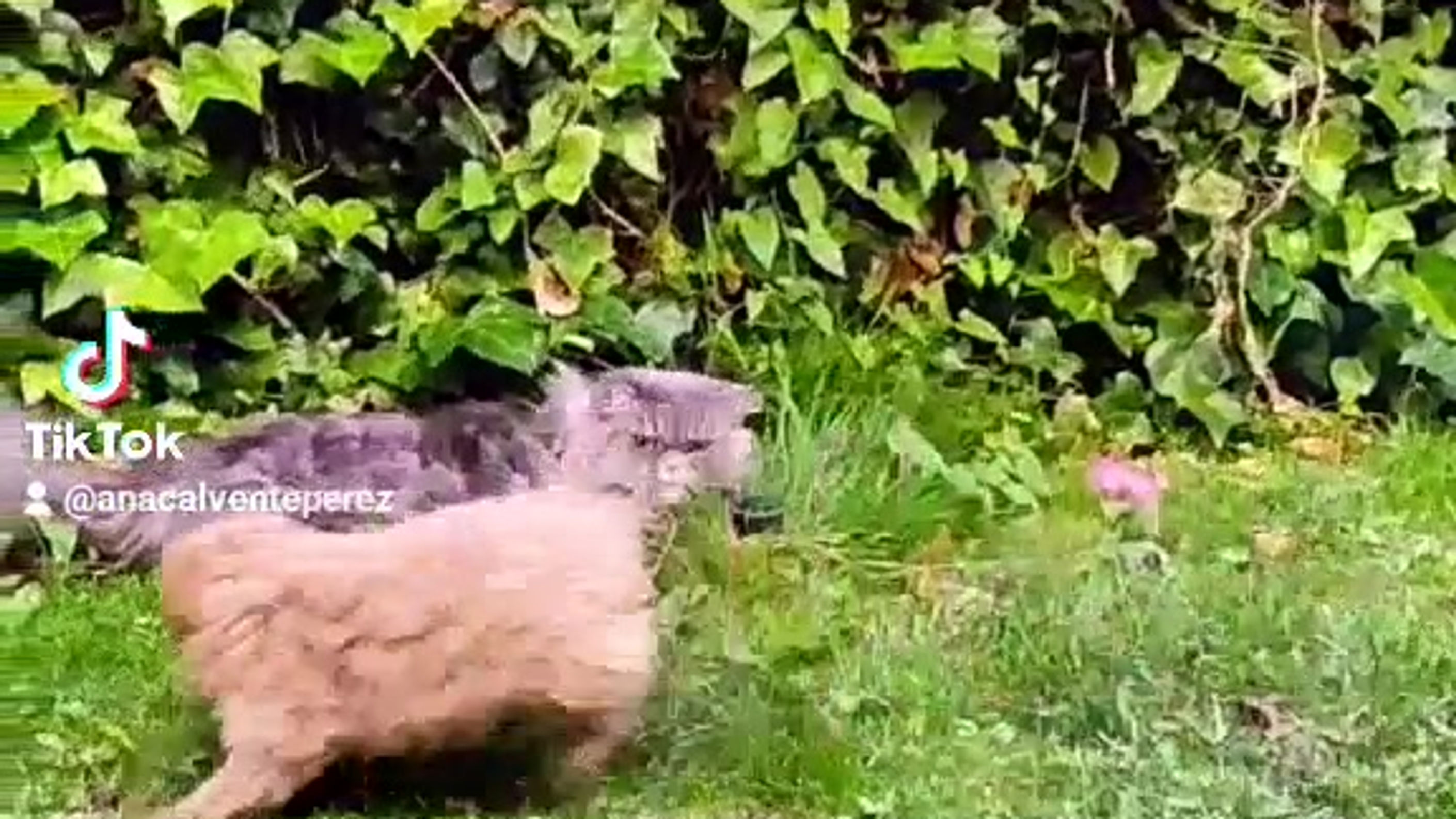 Videos cachorros caniche